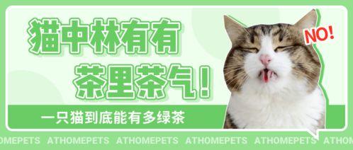 吃瓜娱乐绿茶猫